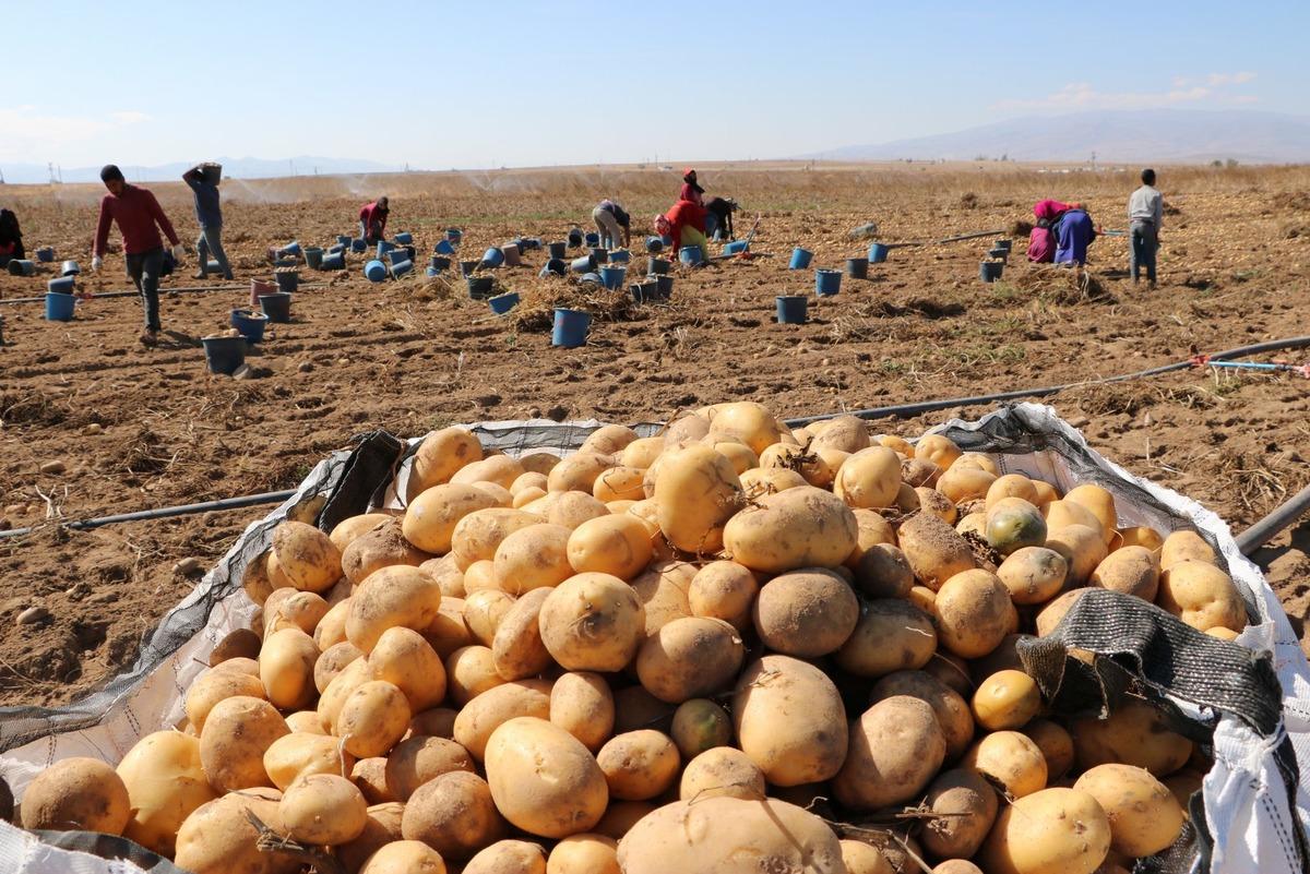 Patates hasadı tamamlandı, &ccedil;ift&ccedil;iler &uuml;r&uuml;nlerini depolara kaldırdı