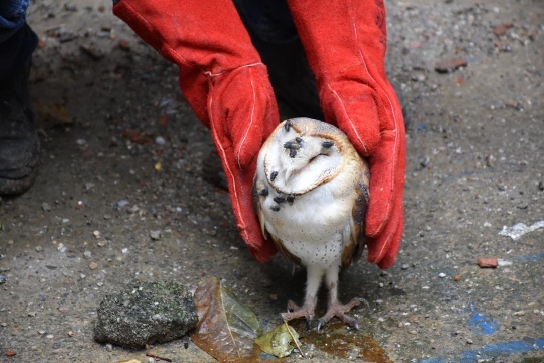 Yaralı baykuş tedavi altına alındı