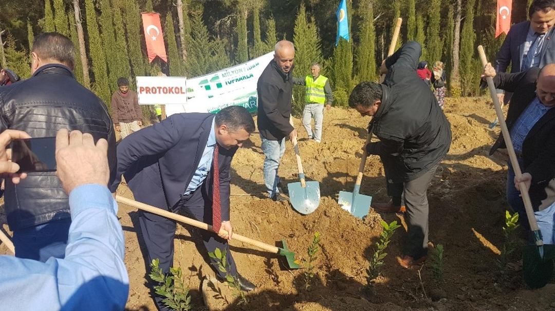 Vezirk&ouml;pr&uuml;&rsquo;de 11 milyon fidana yoğun ilgi