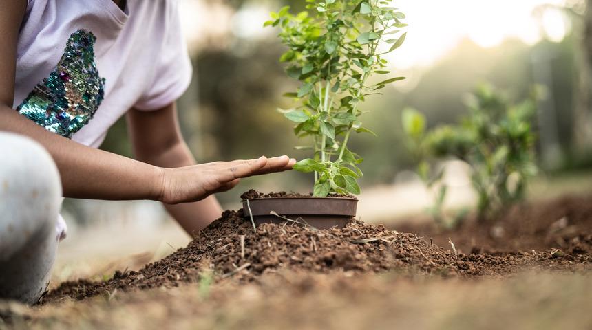Çorum, 'fidan dikme etkinliğinde' dünya rekoru kırdı