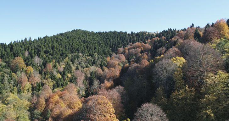 Karadeniz yaylalarında sonbahar G1