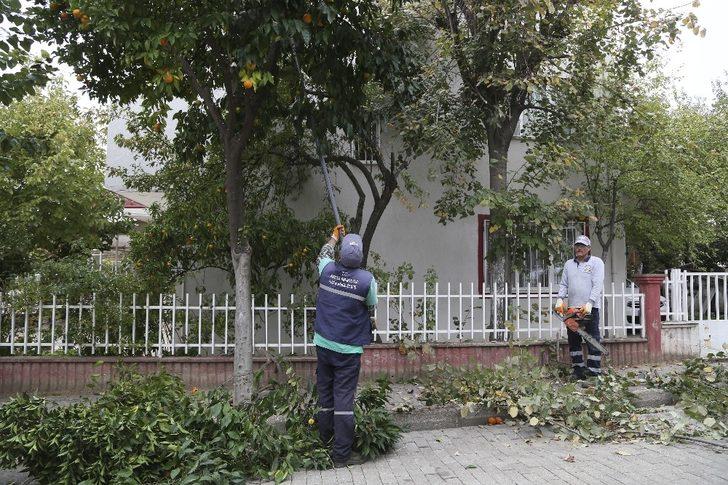 Efeler’de ağaçlara mevsimlik bakım yapılıyor G1