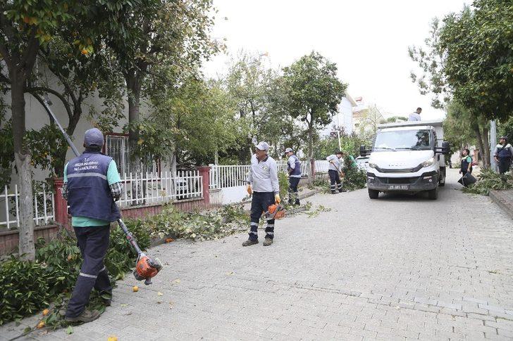 Efeler’de ağaçlara mevsimlik bakım yapılıyor G2