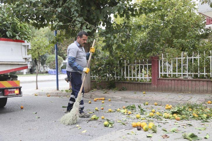 Efeler’de ağaçlara mevsimlik bakım yapılıyor G3