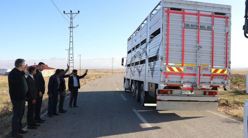 Erzurum&rsquo;dan Katar&rsquo;a k&uuml;&ccedil;&uuml;kbaş hayvan ihracatı