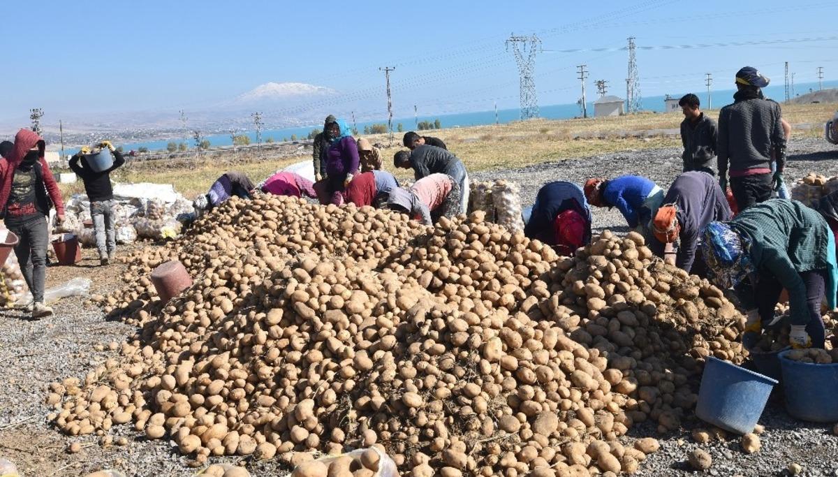T&uuml;rkiye&rsquo;nin y&uuml;zde 17&rsquo;lik patates tohumu ihtiyacını Ahlat karşılıyor