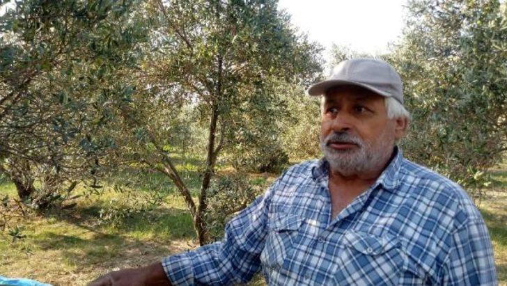 Zeytin ağaçlarına 'kurt' istilası!  G1