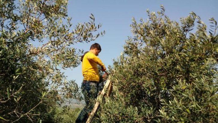 Zeytin ağaçlarına 'kurt' istilası!  G2