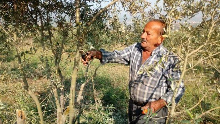 Zeytin ağaçlarına 'kurt' istilası!  G3