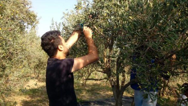 Zeytin ağaçlarına 'kurt' istilası!  G4