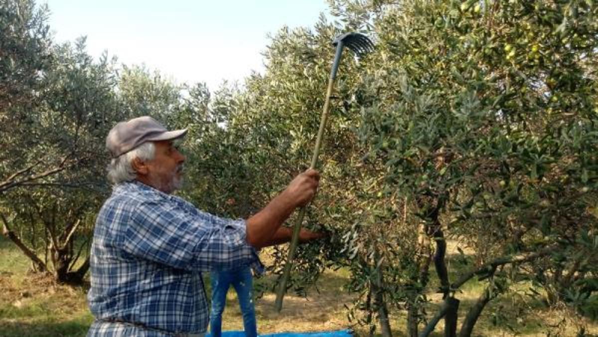 Zeytin ağa&ccedil;larına 'kurt' istilası! 