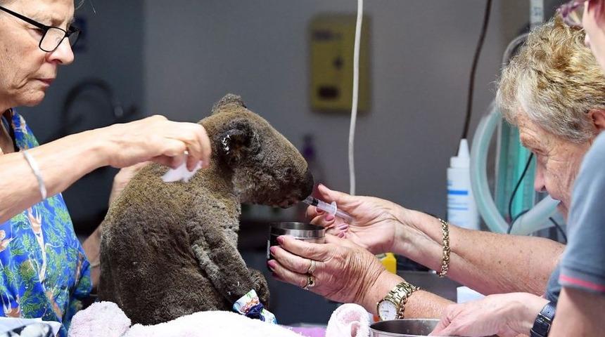 Avustralya'da orman yangınlarında en az 350 koala öldü
