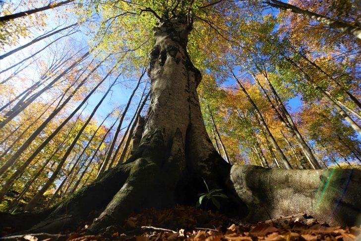 Diriliş Kampları sonbaharda bir başka güzel G3
