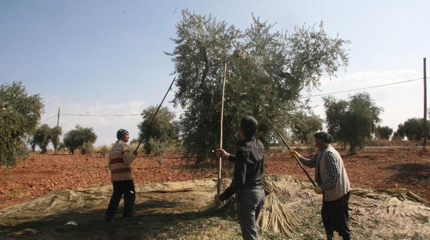 Zeytin Şenliğine Canan Karatay&rsquo;da katılacak