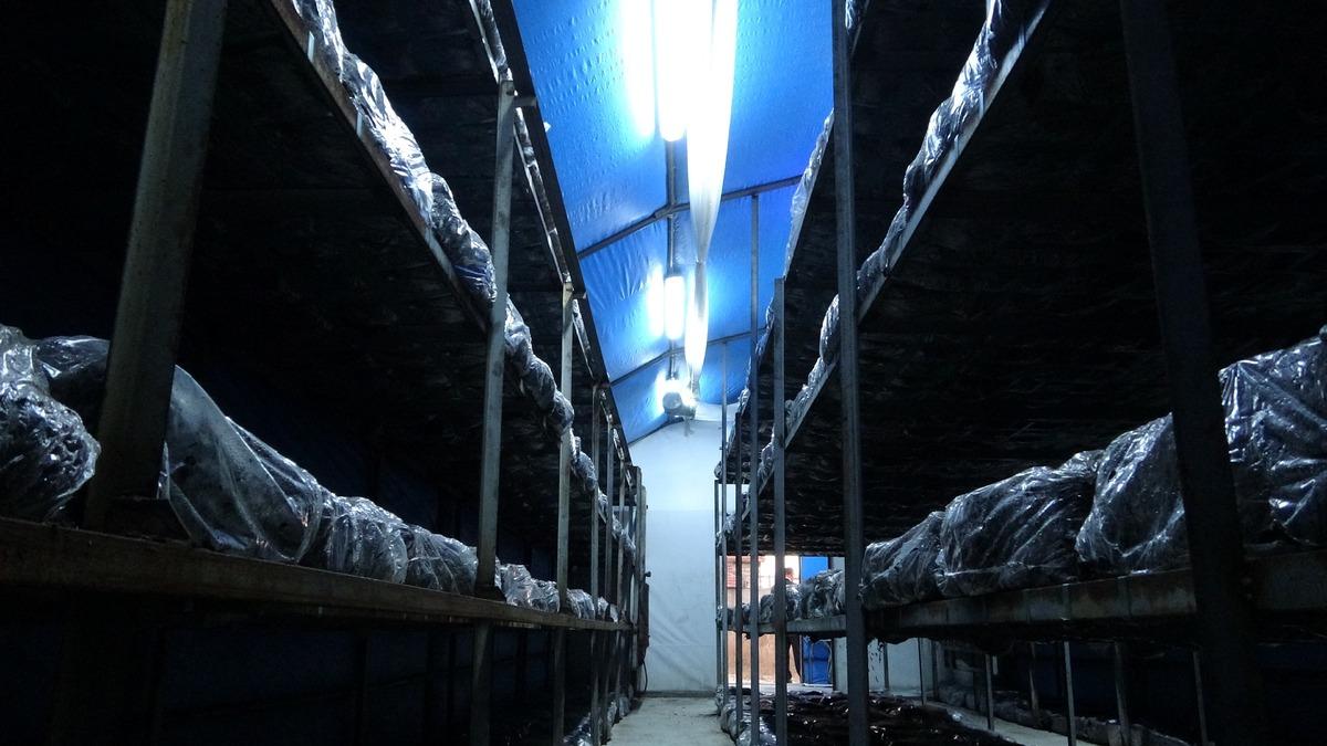 Tesisat&ccedil;ı ortaklar, boş arazilerini mantar &uuml;retimi ile değerlendirdiler, şimdi paraya 'para' demiyorlar