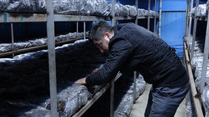 Tesisatçı ortaklar, boş arazilerini mantar üretimi ile değerlendirdiler, şimdi paraya 'para' demiyorlar G1