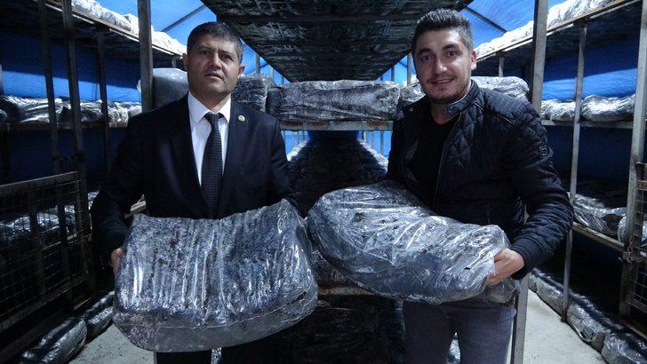 Tesisatçı ortaklar, boş arazilerini mantar üretimi ile değerlendirdiler, şimdi paraya 'para' demiyorlar G5