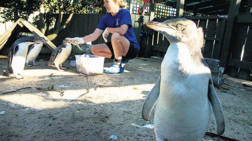 Yeni Zelanda'daki yılın kuşu yarışmasının kazananı belli oldu!