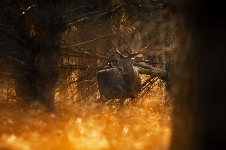 'Çıtırtılar duydum, kafamı kaldırınca...' Şaşırtan anlar! G2