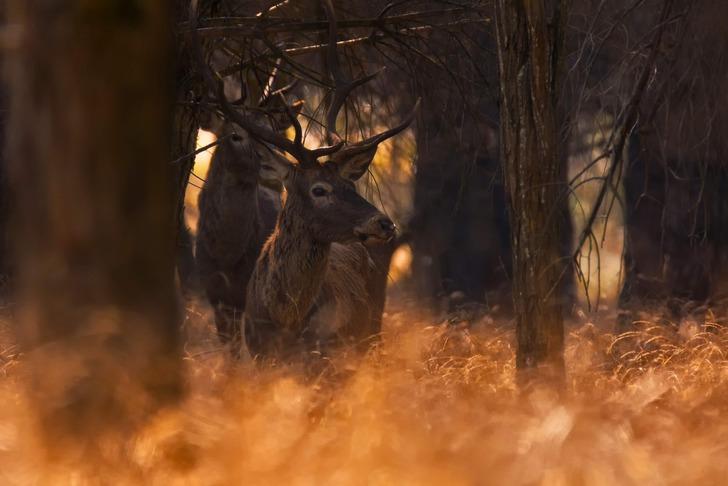 'Çıtırtılar duydum, kafamı kaldırınca...' Şaşırtan anlar! G3