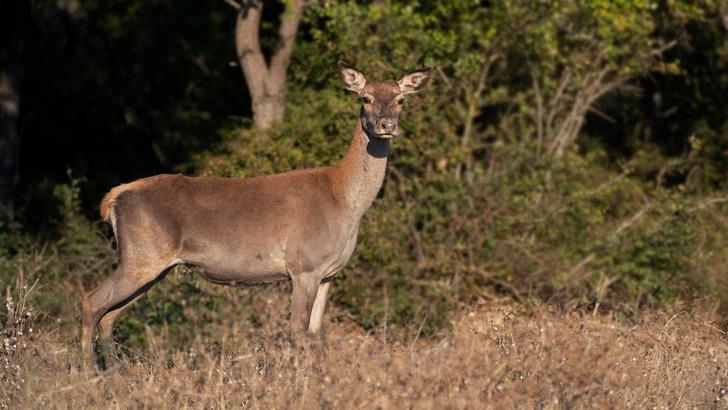 'Çıtırtılar duydum, kafamı kaldırınca...' Şaşırtan anlar! G4