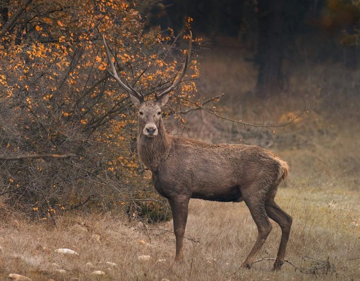 'Çıtırtılar duydum, kafamı kaldırınca...' Şaşırtan anlar! G5