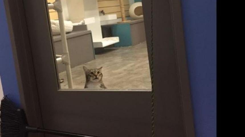 En asi kedi! Yaptıkları yüzünden tecrite aldındı