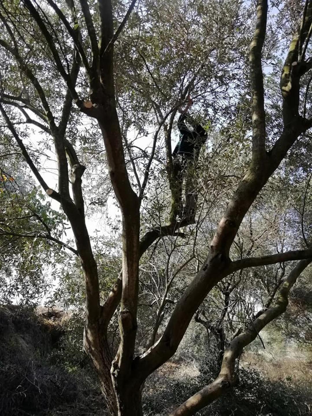 Zeytin bah&ccedil;elerinde hasat sonrası budama yapılıyor