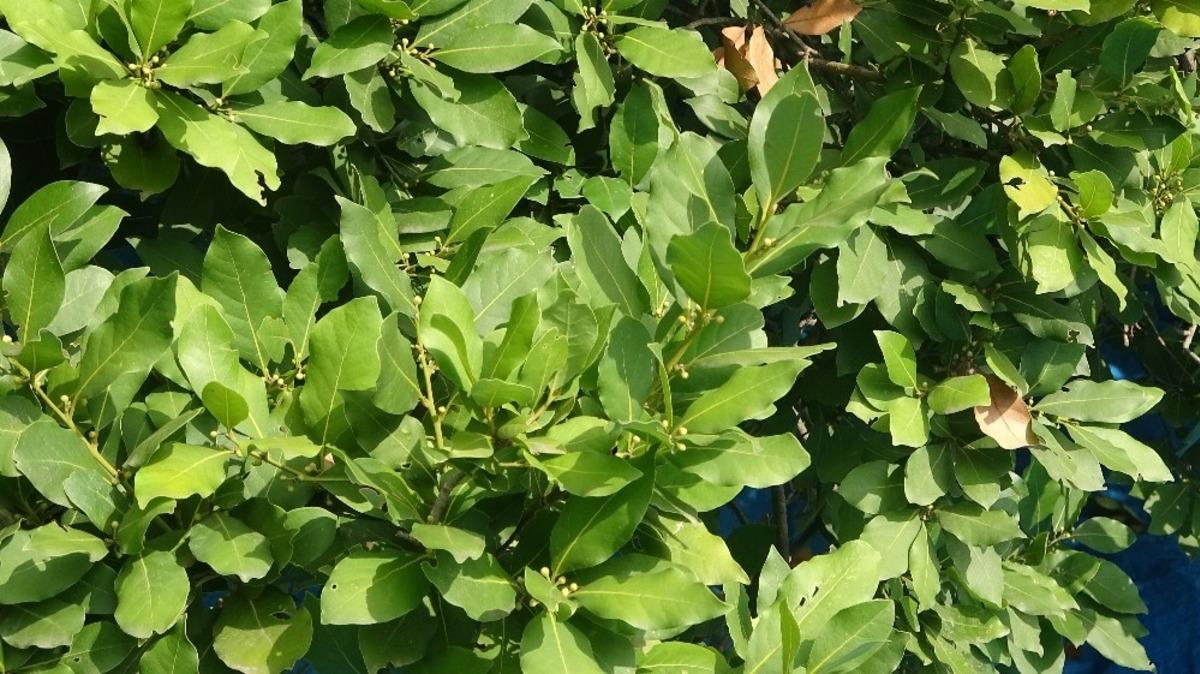 Hatay&rsquo;dan Asya ve Avrupa &uuml;lkelerine defne yaprağı