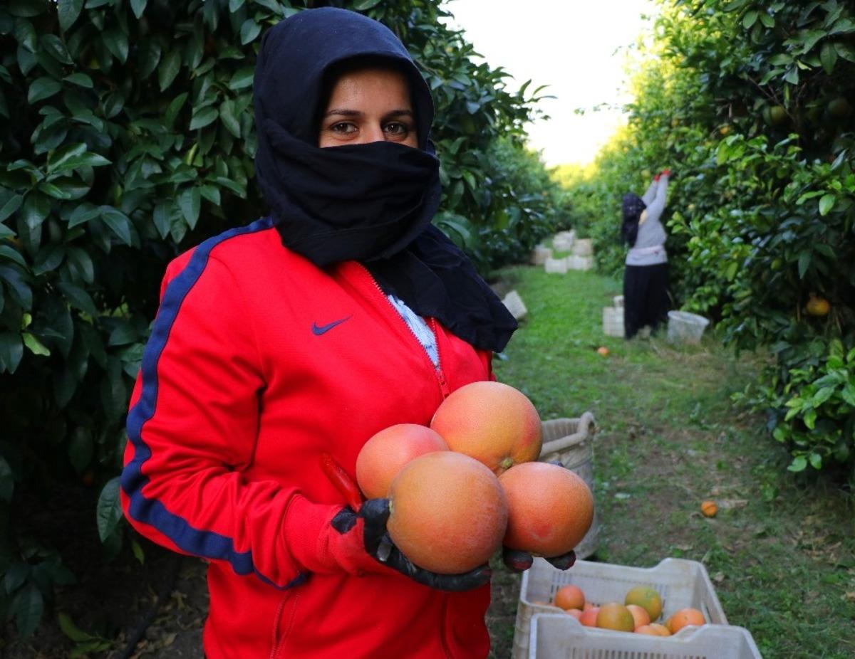 İhracatlık greyfurtta hasat başladı