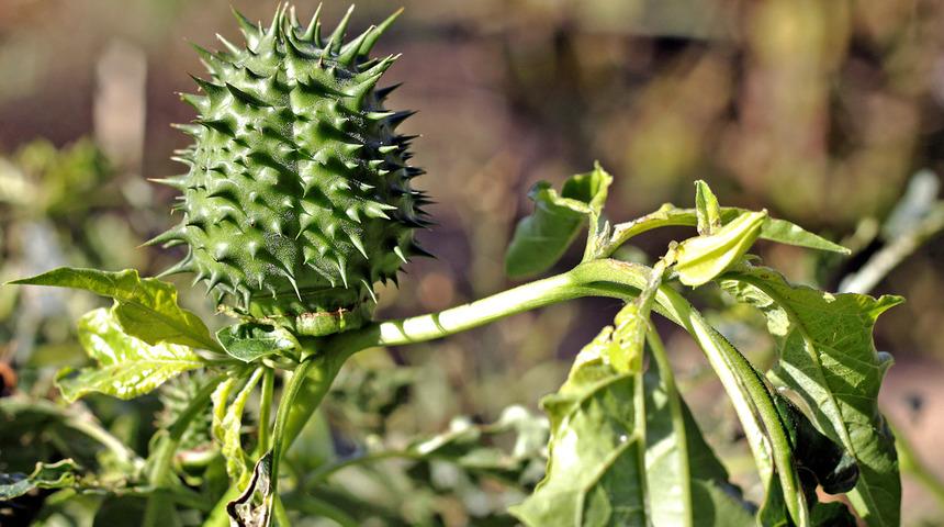 Şifa niyetine yedikleri şeytan elması zehirledi