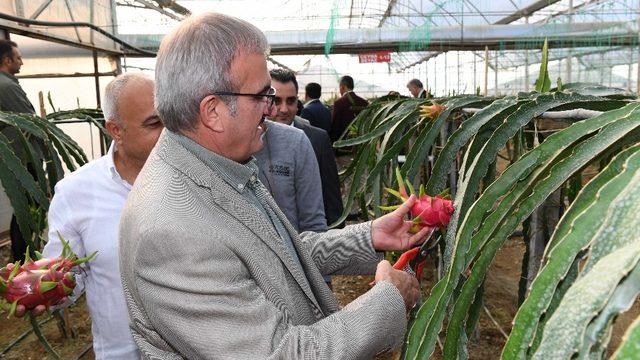 Antalya tarımında tropik meyveler yeni alternatif