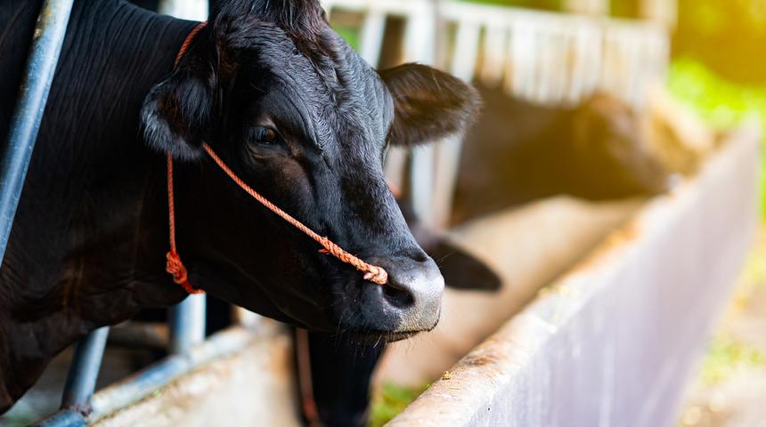 Kobe eti fiyatı nedir? Kobe eti hakkında tüm merak edilenler