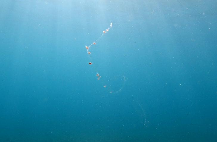 Denizde elektrik değil knidiler çarpıyor! G1