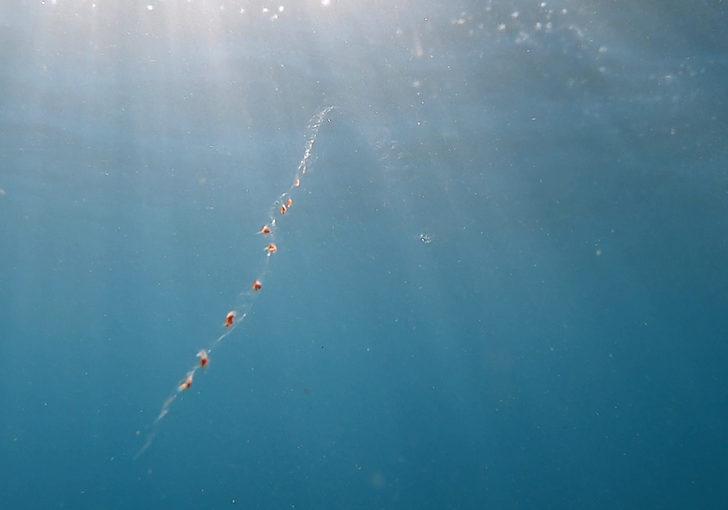 Denizde elektrik değil knidiler çarpıyor! G2