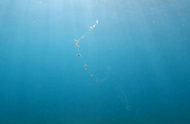 'Konyaaltı sahilinde elektrik var' iddialarına açıklama! Gerçek ortaya çıktı G1