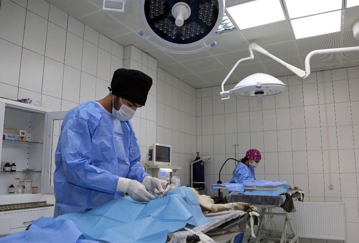 Van’da 1 yılda bin 782 hayvan sahiplendirildi G1