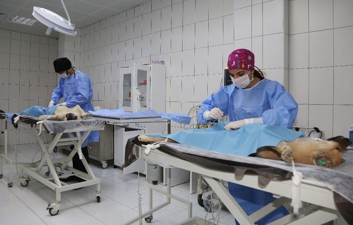 Van’da 1 yılda bin 782 hayvan sahiplendirildi G2