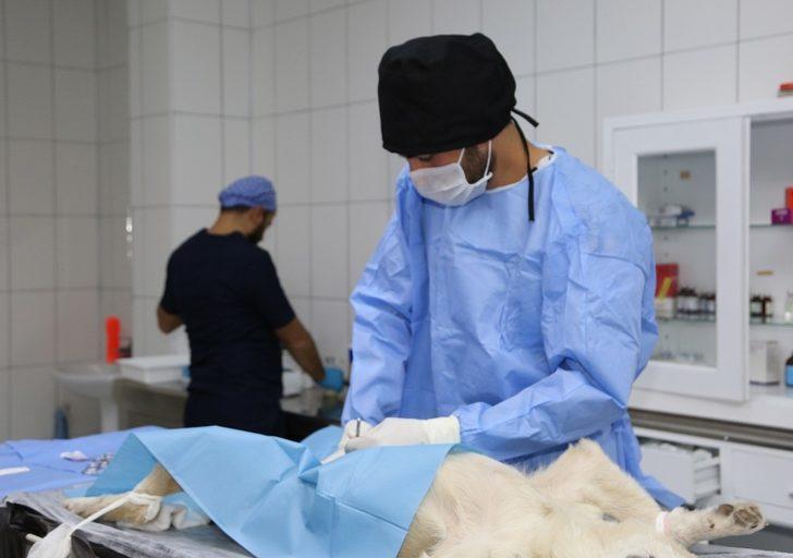 Van’da 1 yılda bin 782 hayvan sahiplendirildi G3