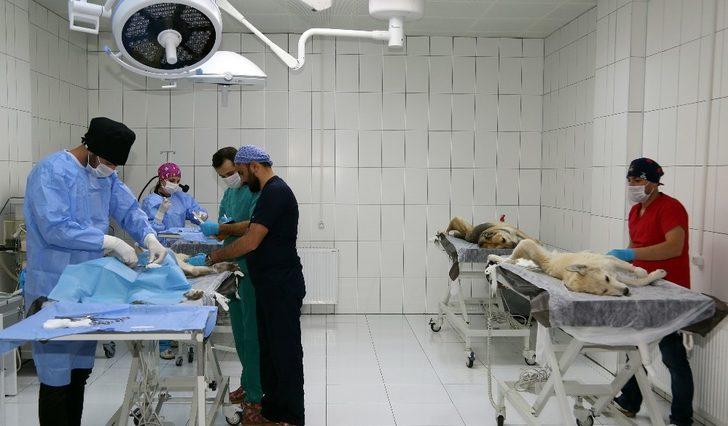 Van’da 1 yılda bin 782 hayvan sahiplendirildi G4