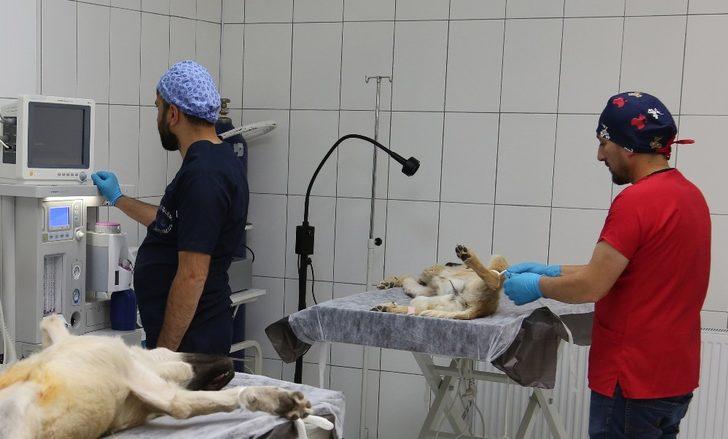 Van’da 1 yılda bin 782 hayvan sahiplendirildi G5