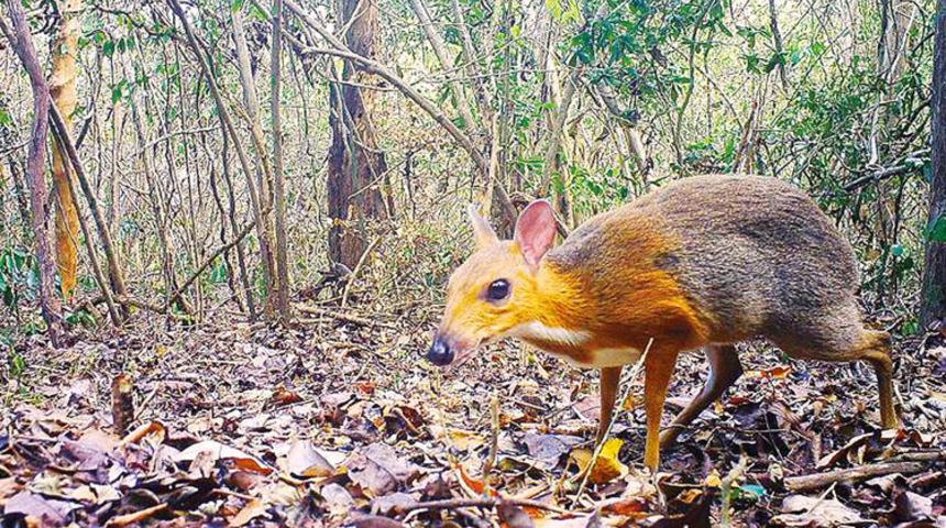 &lsquo;Fare geyiği&rsquo; 30 yıl sonra g&ouml;r&uuml;nt&uuml;lendi