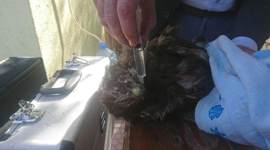 Yaralı Şahin tedavi altına alındı