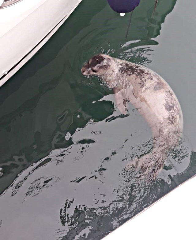 &Ccedil;eşme Marina&rsquo;nın yeni misafiri Akdeniz foku 1