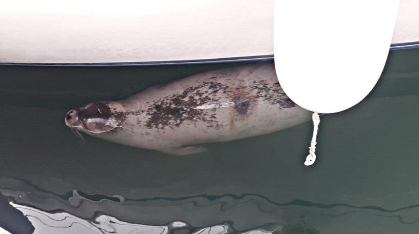 &Ccedil;eşme Marina&rsquo;nın yeni misafiri Akdeniz foku