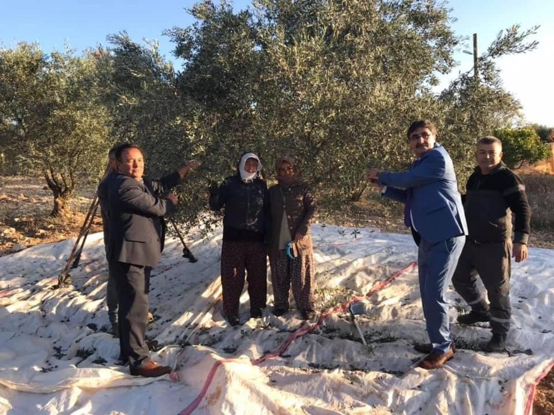 Başkan İnal &ccedil;ift&ccedil;ilerle birlikte zeytin hasadı yaptı