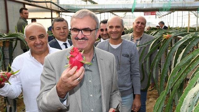 Antalya'da ejder meyvesi hasadı başladı