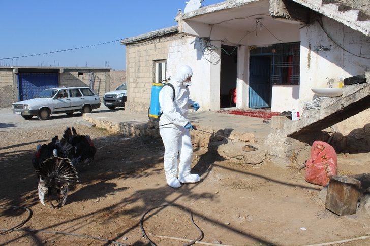 Tilki nedeniyle köy karantinaya alındı G3