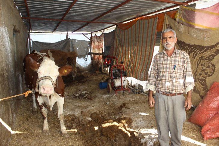Tilki nedeniyle köy karantinaya alındı G2