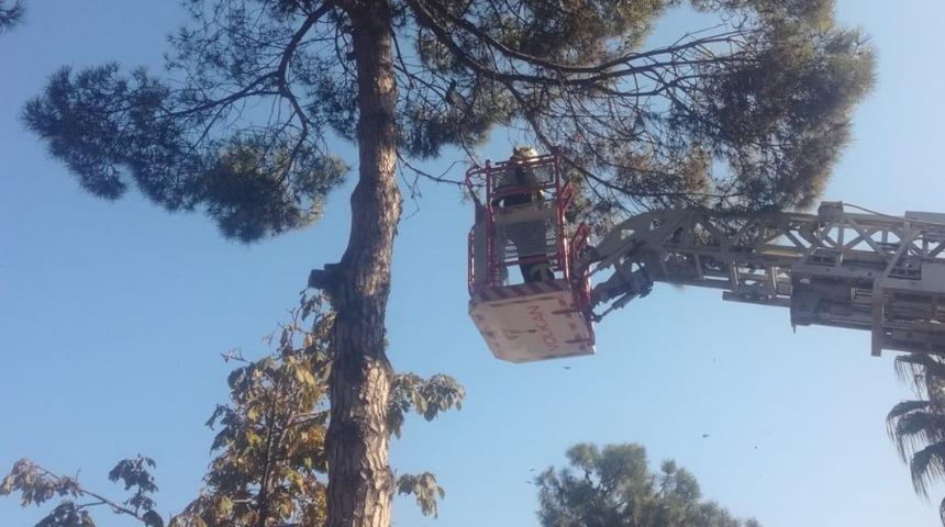 Büyükşehir itfaiyesinden güvercin operasyonu